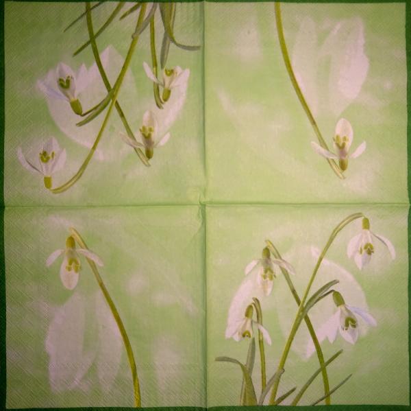 081 Daffodils - 3-ply